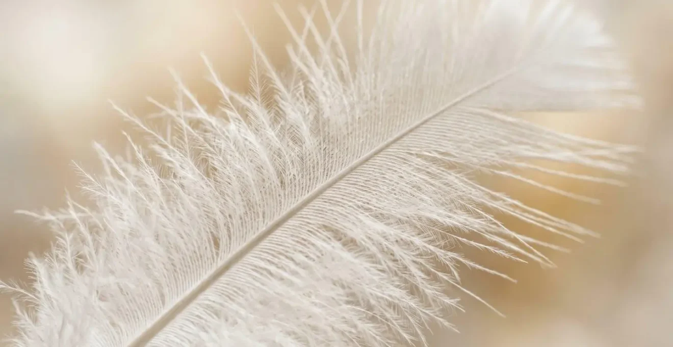 Détail macro d'une plume délicate en lumière naturelle douce, évoquant la sensualité du toucher.